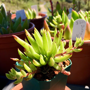 Dudleya anomala 'Edna's Echidna' - 2.5 inch plant