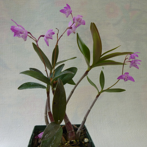Dendrobium kingianum pale pink flower - 4 inch plant