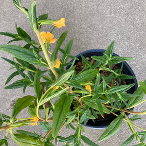Diplacus aurantiacus - 1 gallon plant