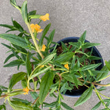 Diplacus aurantiacus - 2 gallon plant