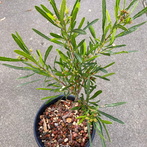 Dodonaea viscosa ssp. angustifolia - 1 gallon plant