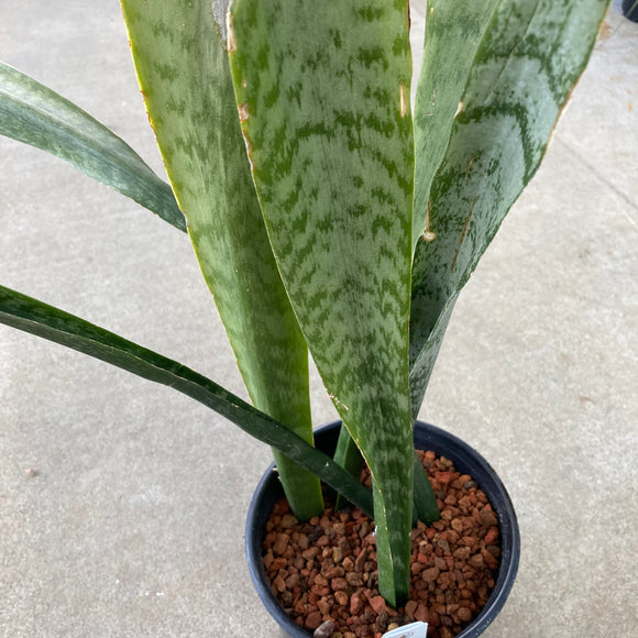 Dracaena trifasciata - 1 gallon plant