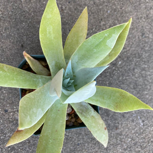 Dudleya pulverulenta - 3 inch plant