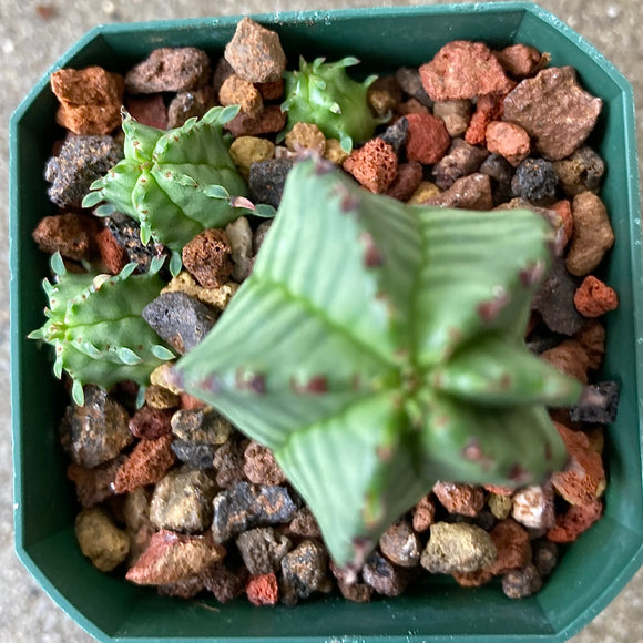 Euphorbia anoplia - 3 inch plant