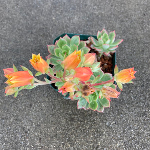 Echeveria 'Deren-Oliver' - 4 inch plant