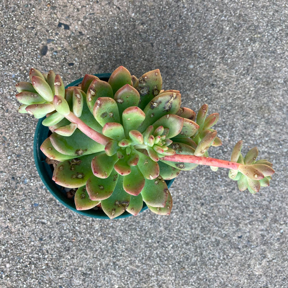Echeveria secunda 'Aurora' - 4 inch plant