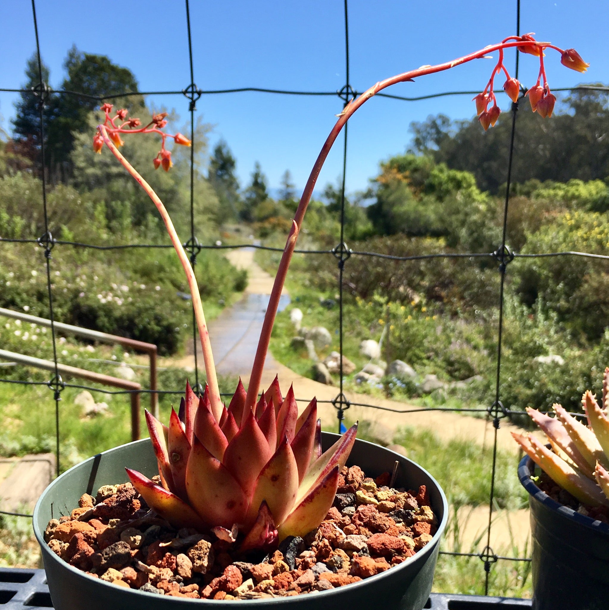hybrid succulent plants Echeveria agavoides hybrid