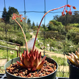 Echeveria agavoides hybrid - 6 inch plant