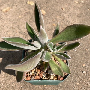 Echeveria coccinea - 3.5 inch plant