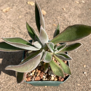 Echeveria coccinea - 6 inch plant
