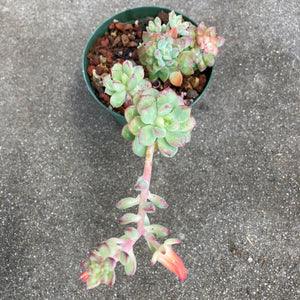 Echeveria skinneri - 4 inch plant