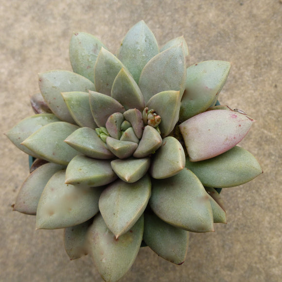 Echeveria hybrid - 4 inch plant