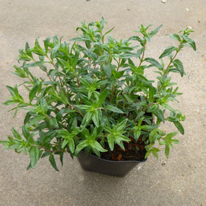Epilobium canum 'Hummingbird Suite' - 1 gallon plant