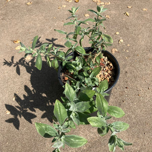Epilobium canum 'Calistoga' - 1 gallon plant