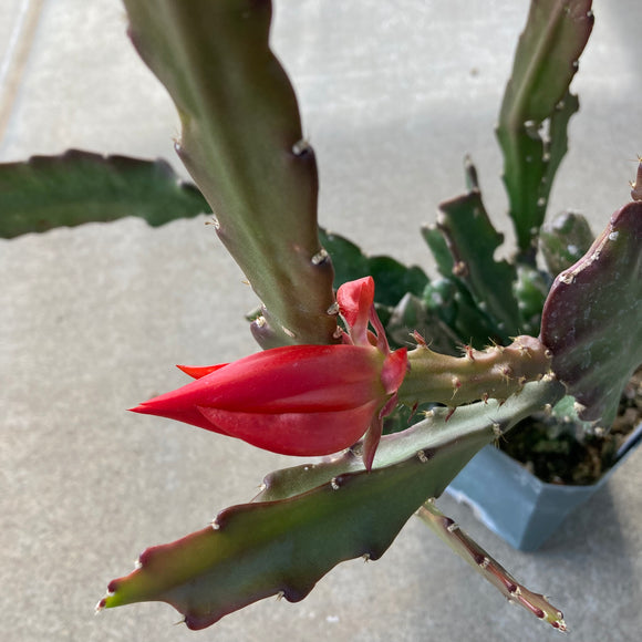 Epiphyllum sp. (red orange flower) - 8 inch hanging plant