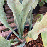 Epiphyllum sp. - 2 gallon plant