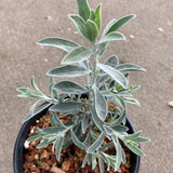 Eremophila glabra 'Kalbarri Carpet' - 1 gallon plant