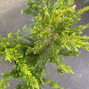 Erica caffra - 1 gallon plant