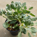 Eriogonum latifolium - 1 gallon plant
