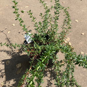 Eriogonum fasciculatum - 1 gallon plant
