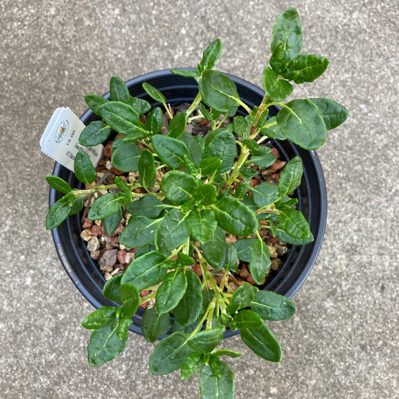 Eriogonum parvifolium - 1 gallon plant