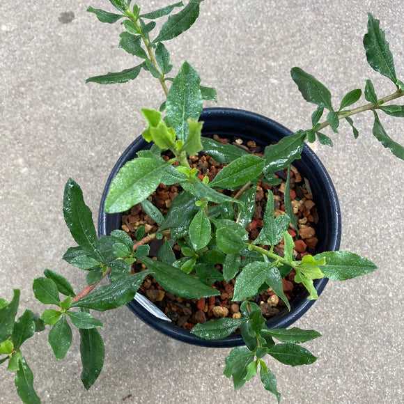 Escallonia illinita - 1 gallon plant