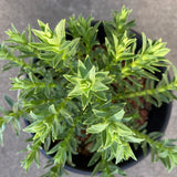 Euryops tysonii - 1 gallon plant