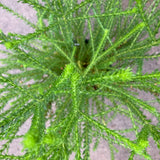 Euryops virgineus - 1 gallon plant
