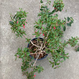 Fuchsia regia var. alpestris - 2 gallon plant