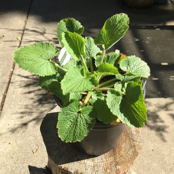 Boykinia rotundifolia - 1 gallon plant