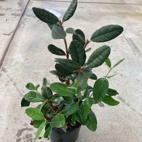 Feijoa sellowiana - 1 gallon plant