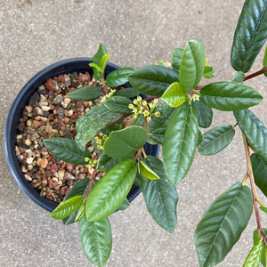 Frangula californica 'Eve Case' - 1 gallon plant