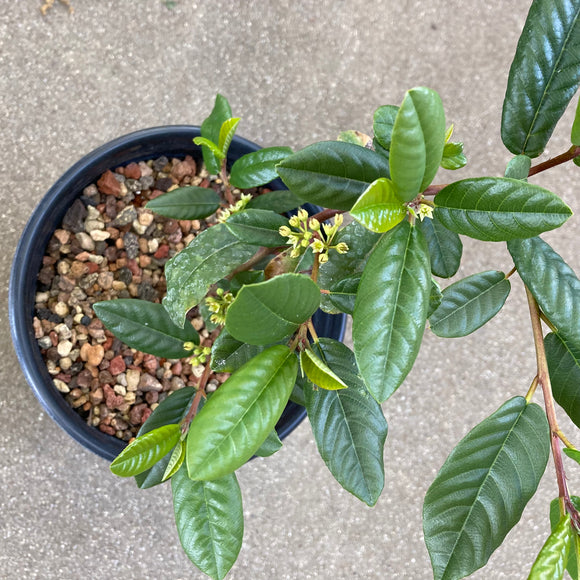 Frangula californica 'Eve Case' - 1 gallon plant