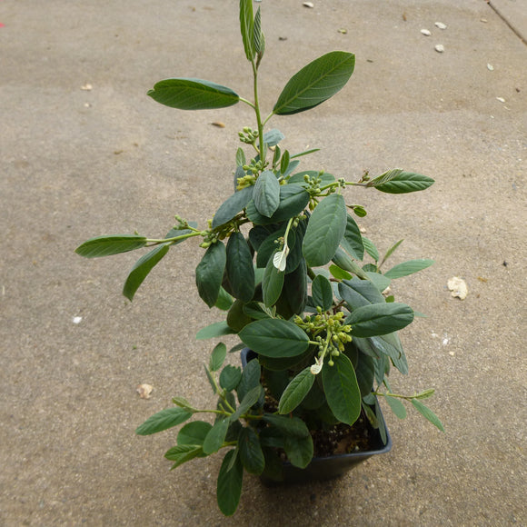 Frangula californica subsp. tomentella - 1 gallon plant