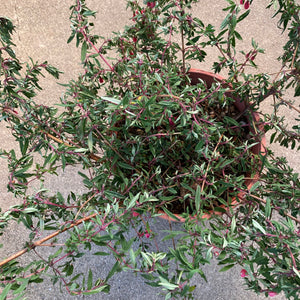 Fuchsia campos-portoi - 1 gallon plant