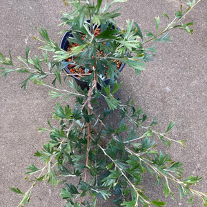 Grevillea 'Flora Gem' - 1 gallon plant
