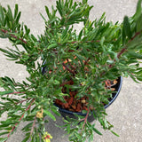 Grevillea 'Bonnie Prince Charlie' - 1 gallon plant