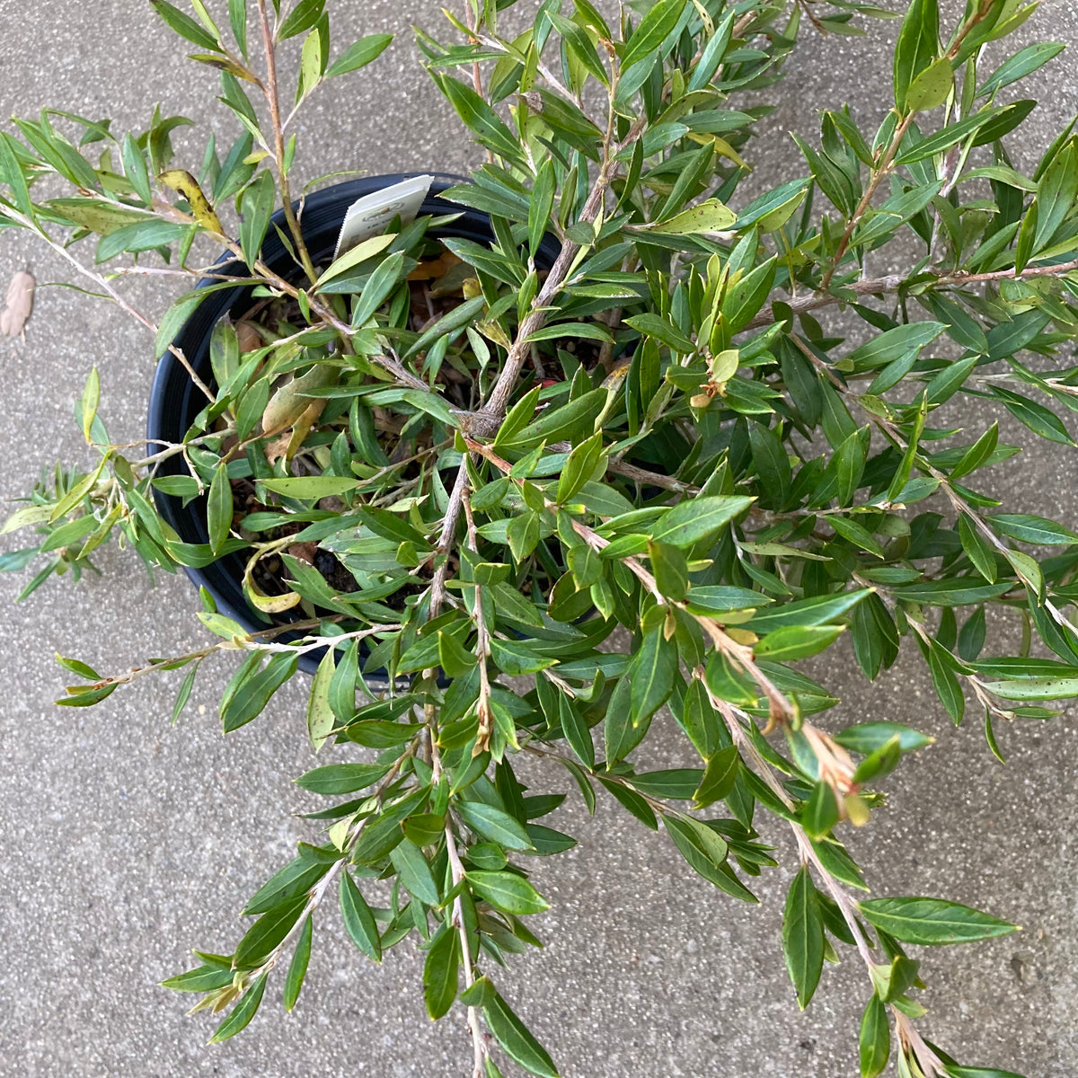 Grevillea 'Kilauea' 1 gallon plant Norrie's Gift and Garden Shop at