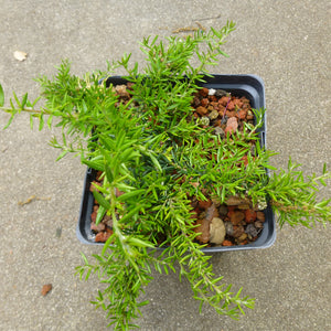 Grevillea juniperina - 1 gallon plant