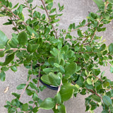 Grevillea miqueliana subsp. moroka - 5 gallon plant