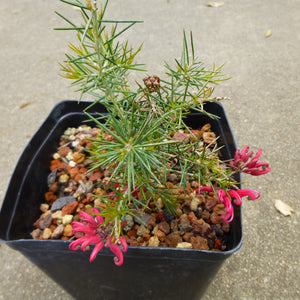 Grevillea rosmarinifolia 'Scarlet Sprite' - 1 gallon plant