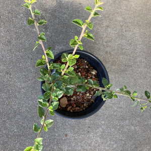 Grewia robusta - 1 gallon plant