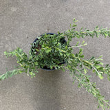 Grevillea vestita - 1 gallon plant
