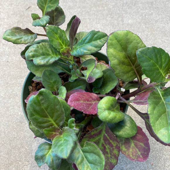 Gynura bicolor - 6 inch plant