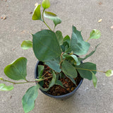 Hakea petiolaris - 1 gallon plant