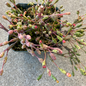 Hatiora salicornioides - 4 inch plant