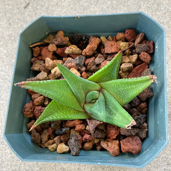 limifolia succulent Haworthia limifolia- 4 inch plant – Norrie's Gift and Garden Shop at the UC Santa Cruz Arboretum & Botanic Garden