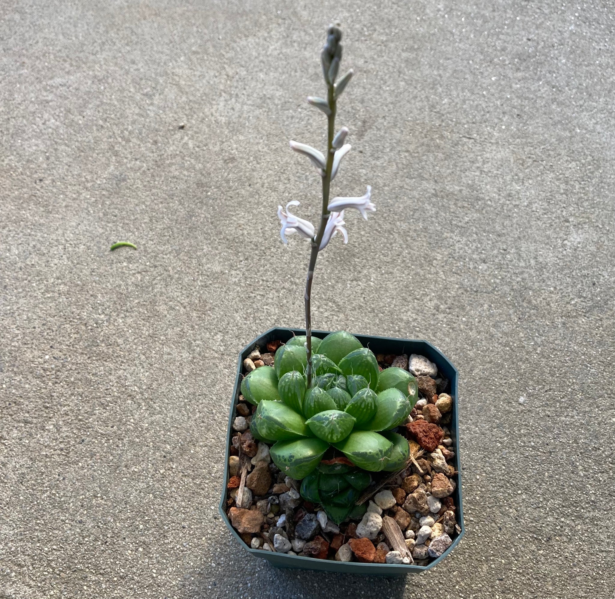 haworthia cymbiformis succulent Haworthia cymbiformis var. obtusa