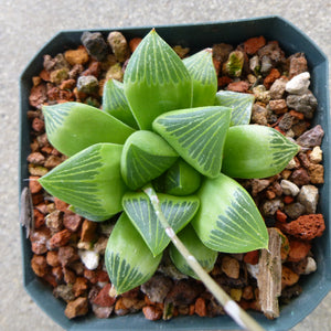 Haworthia geraldii - 4 inch plant