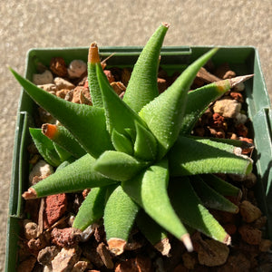 Haworthia sp. - 3.5 inch plant